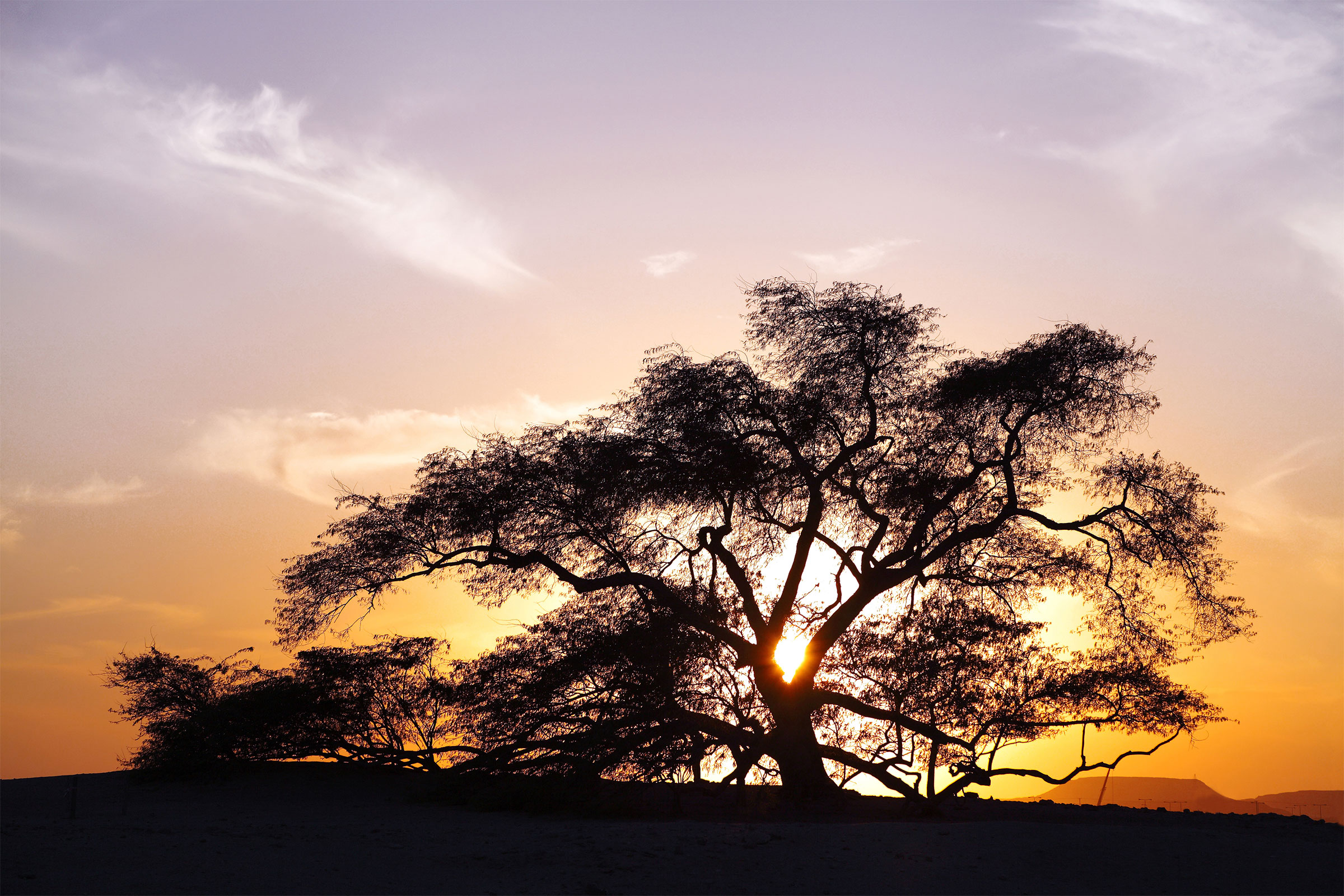 400 year-old Mesquite Tree Sunset in Bahrain