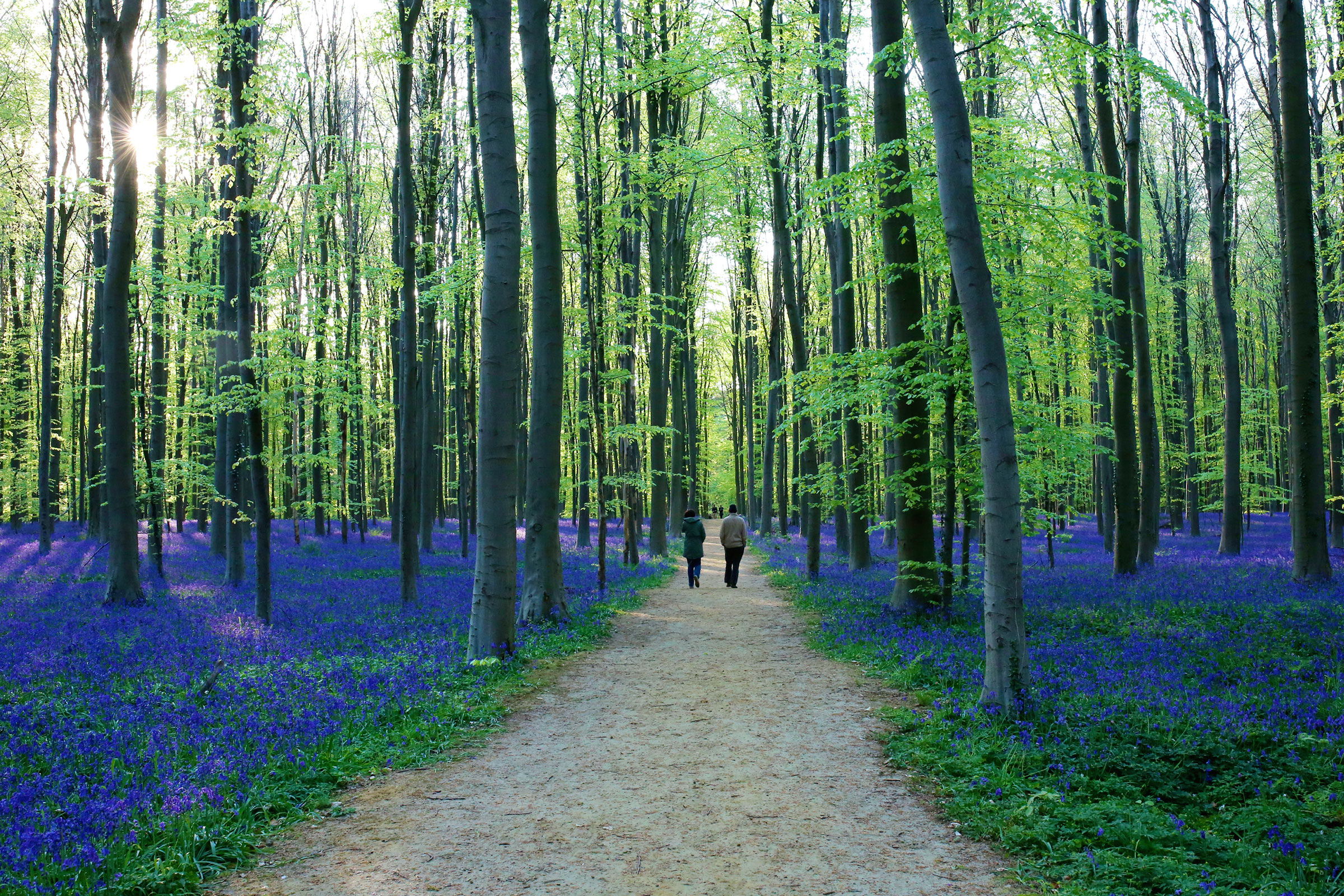 Forest of Halle, Belgium