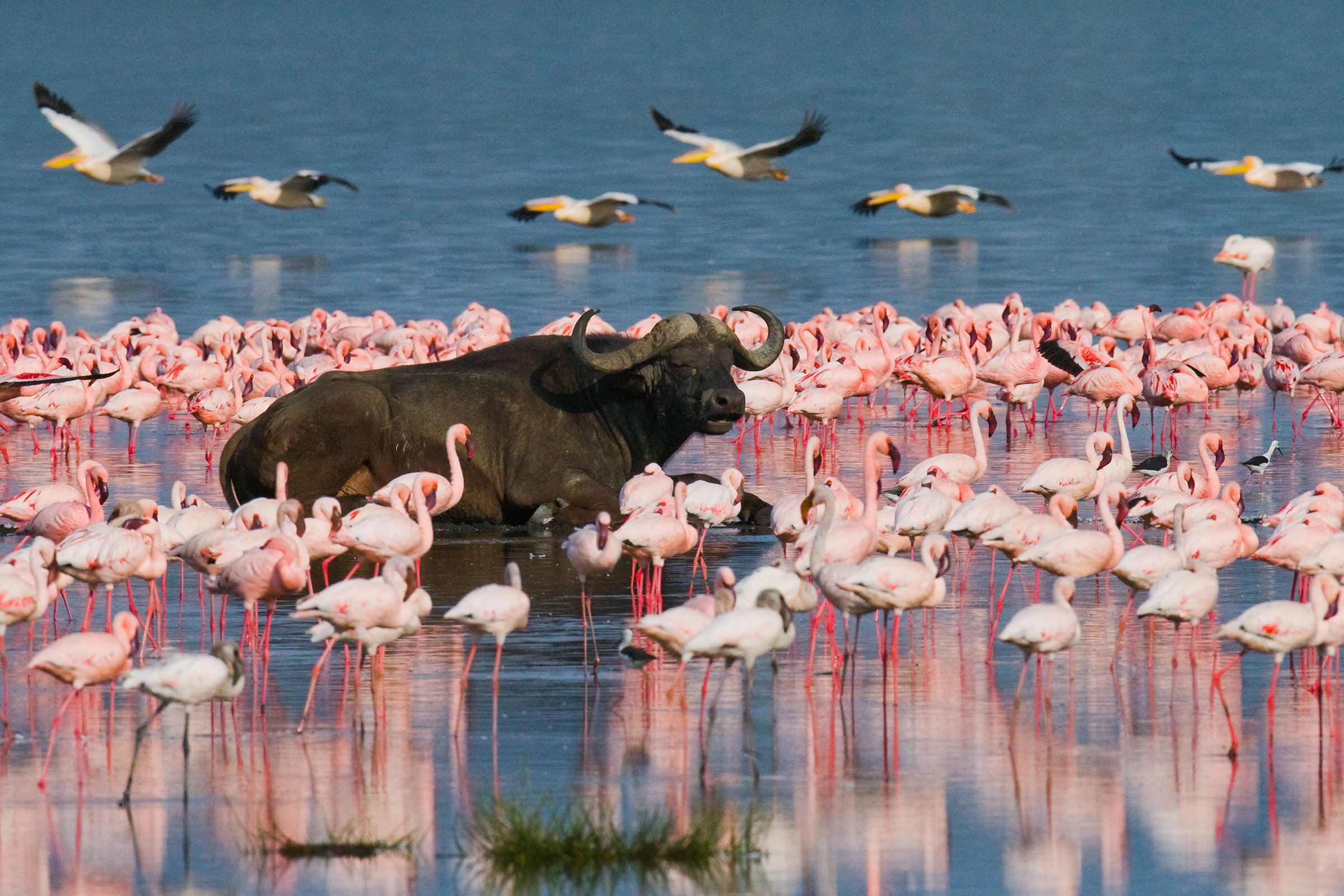 Kenya Nakuru National Park Lake Bogoria