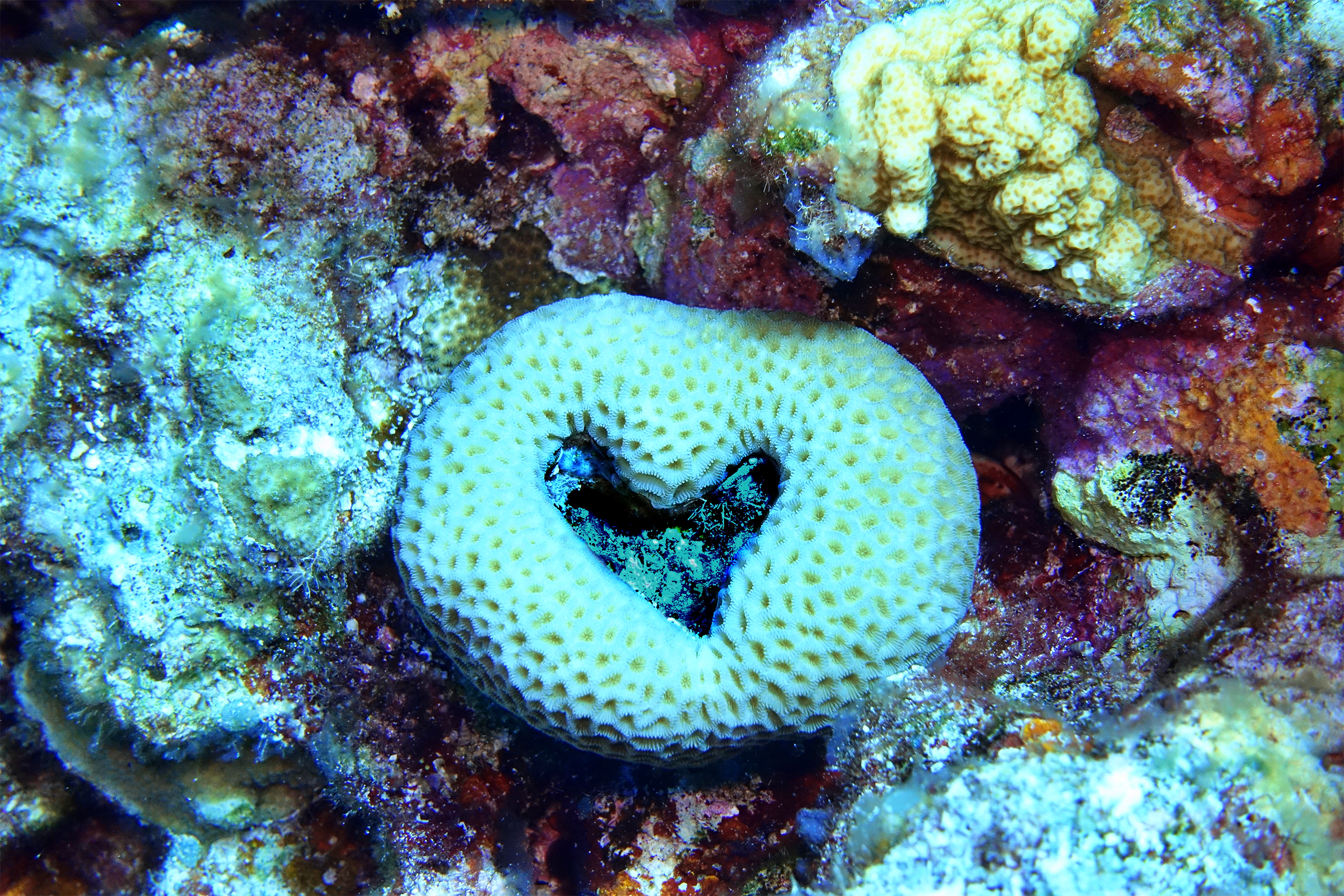 Northern Mariana Islands underwater heart shaped coral