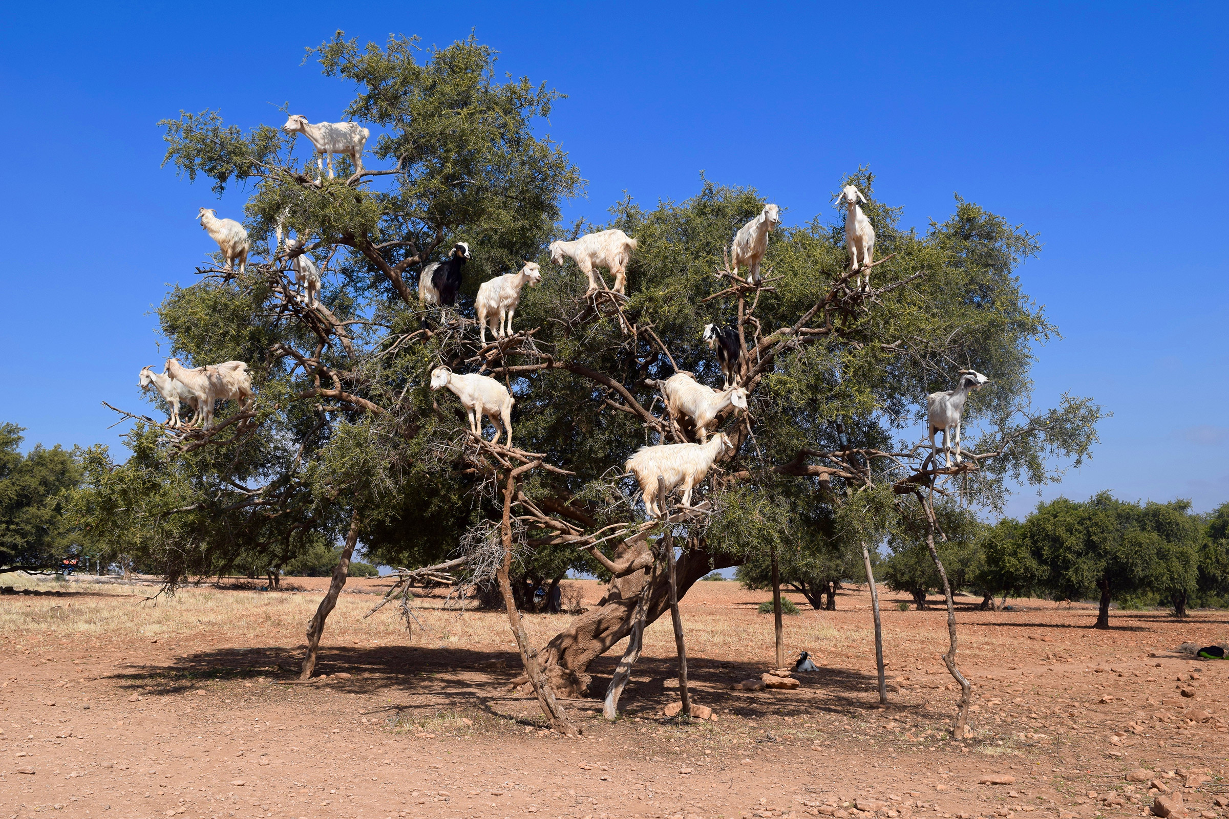 Morocco Goats In An Argan Tree