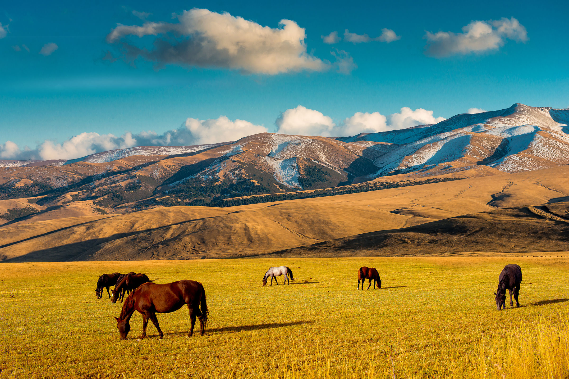 Horses on Kazakhstan steppe, near Almaty