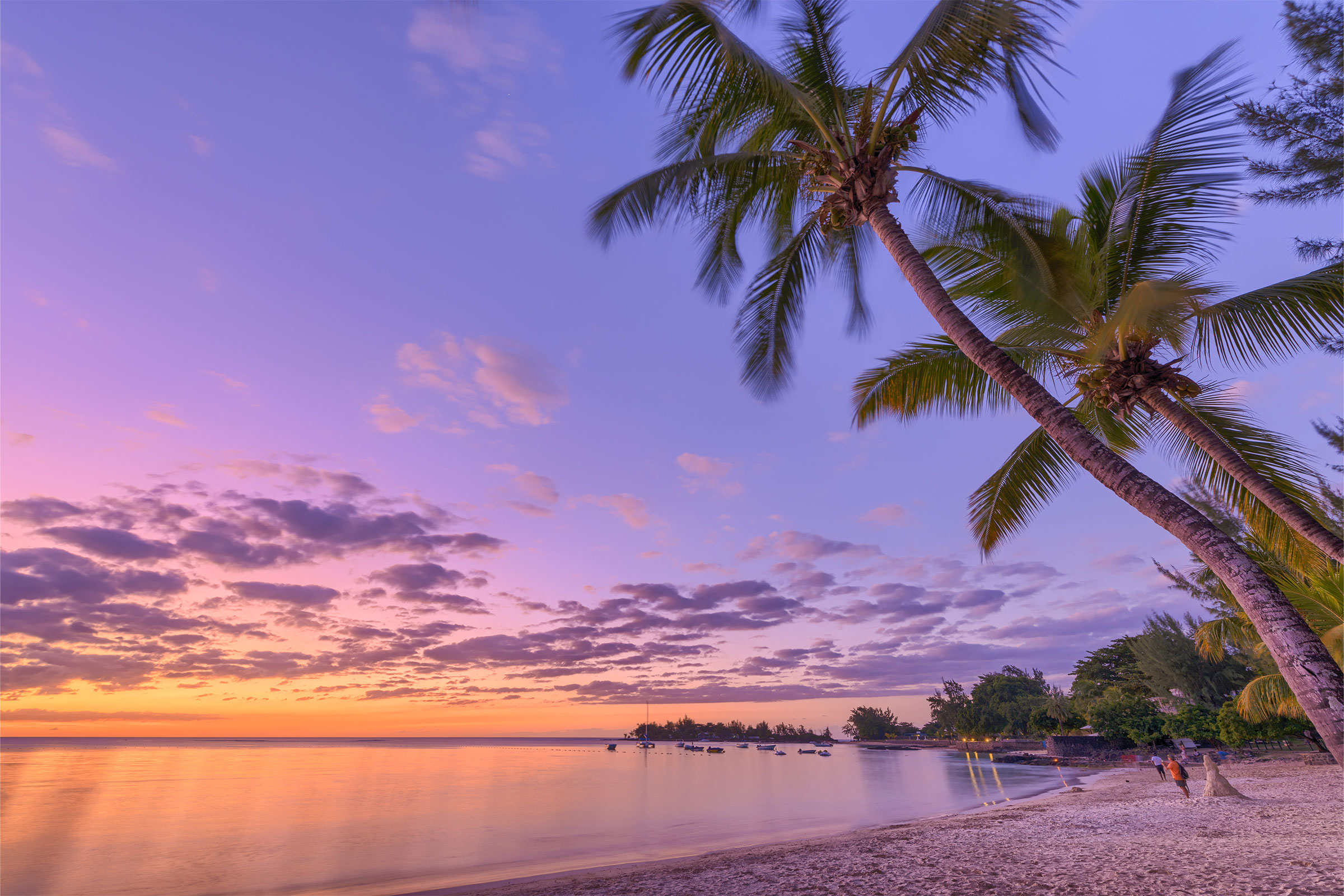 Palm tree sunset at Pereybere bay - Mauritius beach