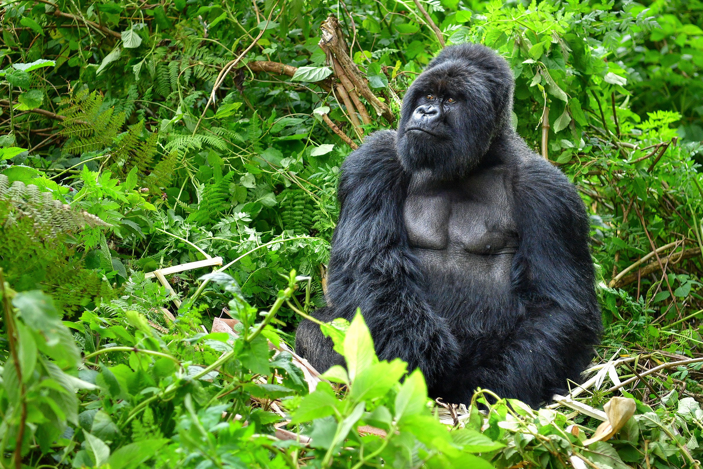 Silverback mountain gorilla, Rwanda rainforest
