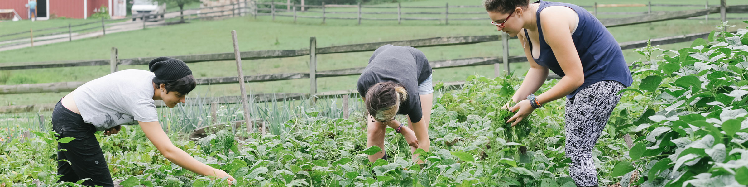 Montessori adolescent students farming