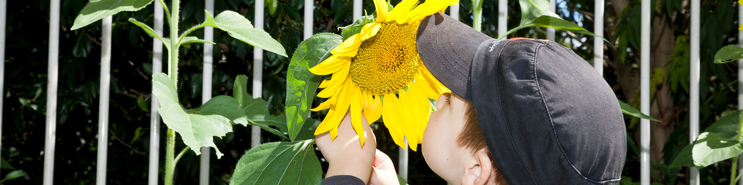 Child smelling sunflower