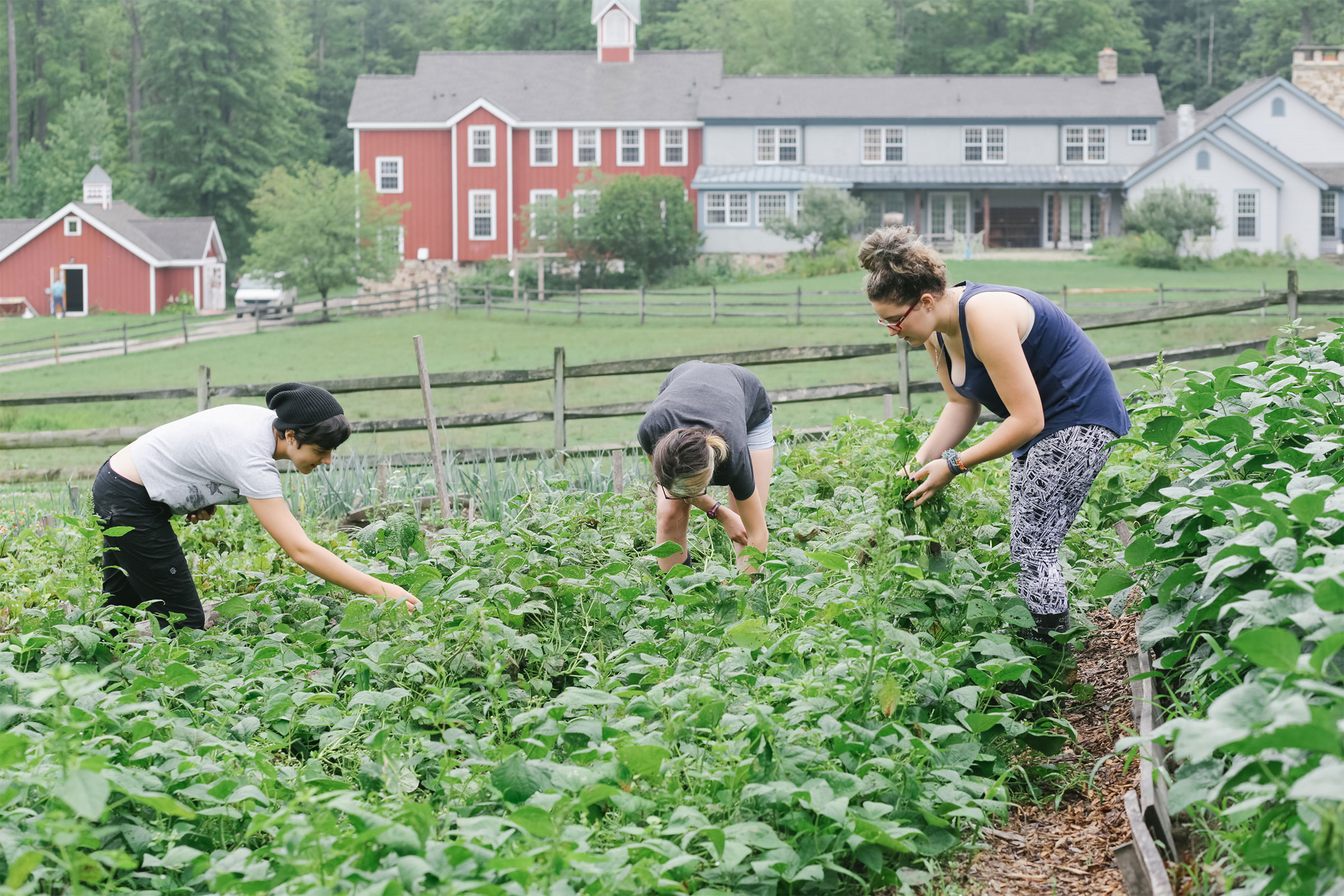 Adolescent students gardening