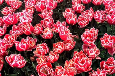 Field of Maria Montessori tulips (photo courtesy of www.flowerbulbsgifts.com)